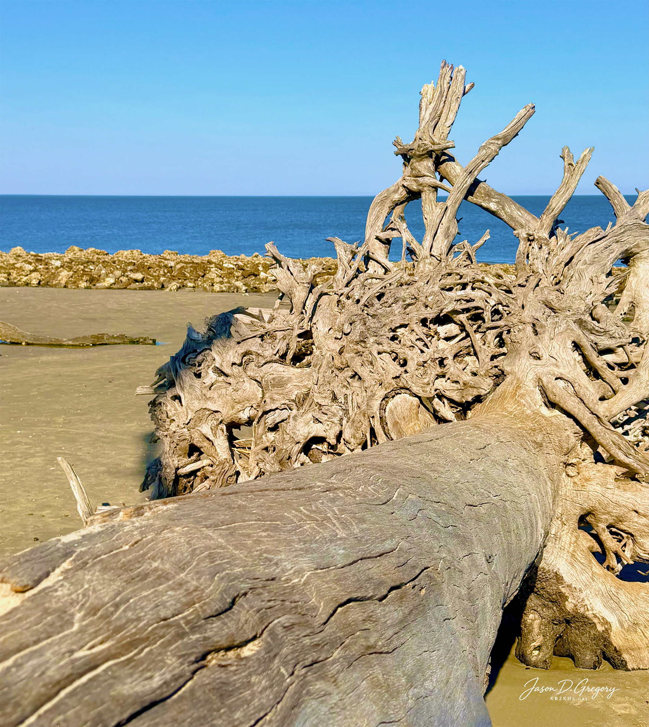 Intricate sun-bleached roots rest on the sand at Driftwood Beach