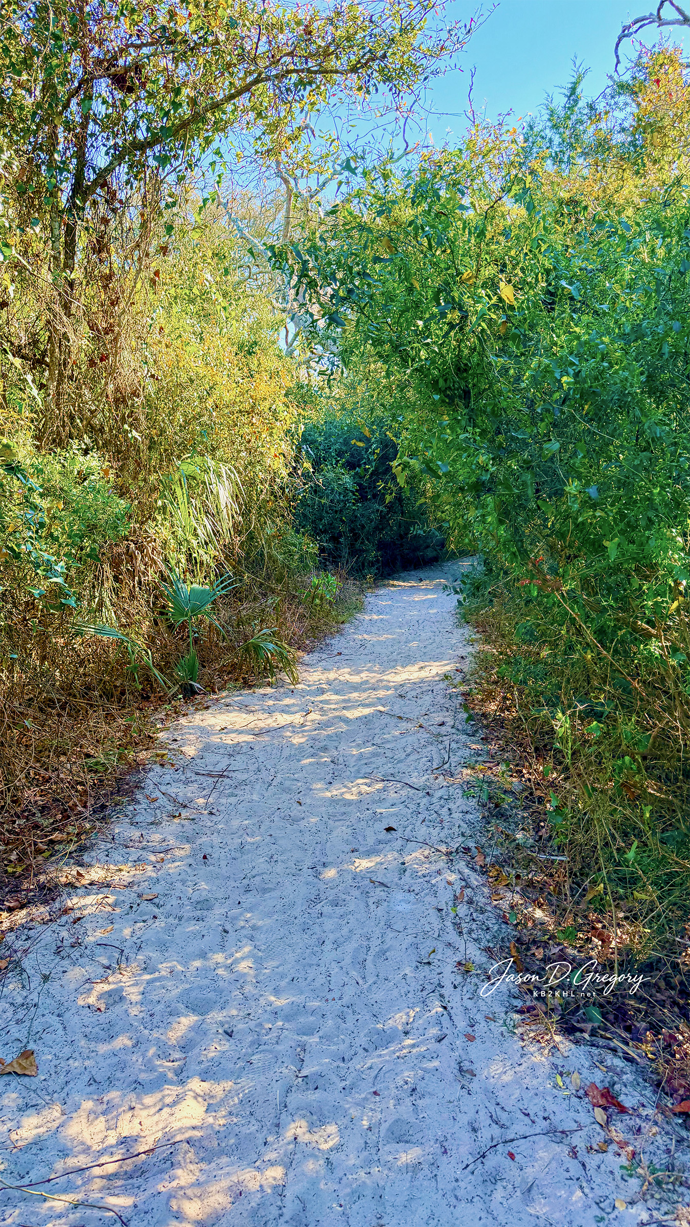 A sandy footpath curves through thick coastal vegetation toward Driftwood Beach