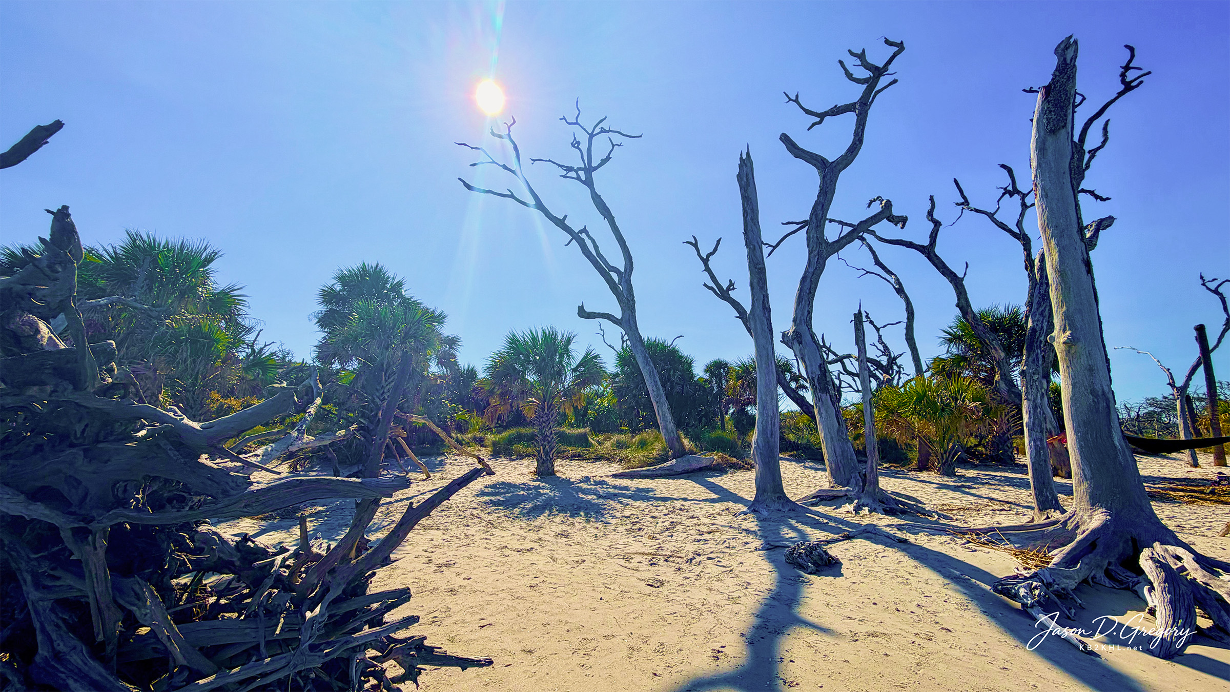 Bare coastal trees cast long shadows across pale sand beneath a blue sky