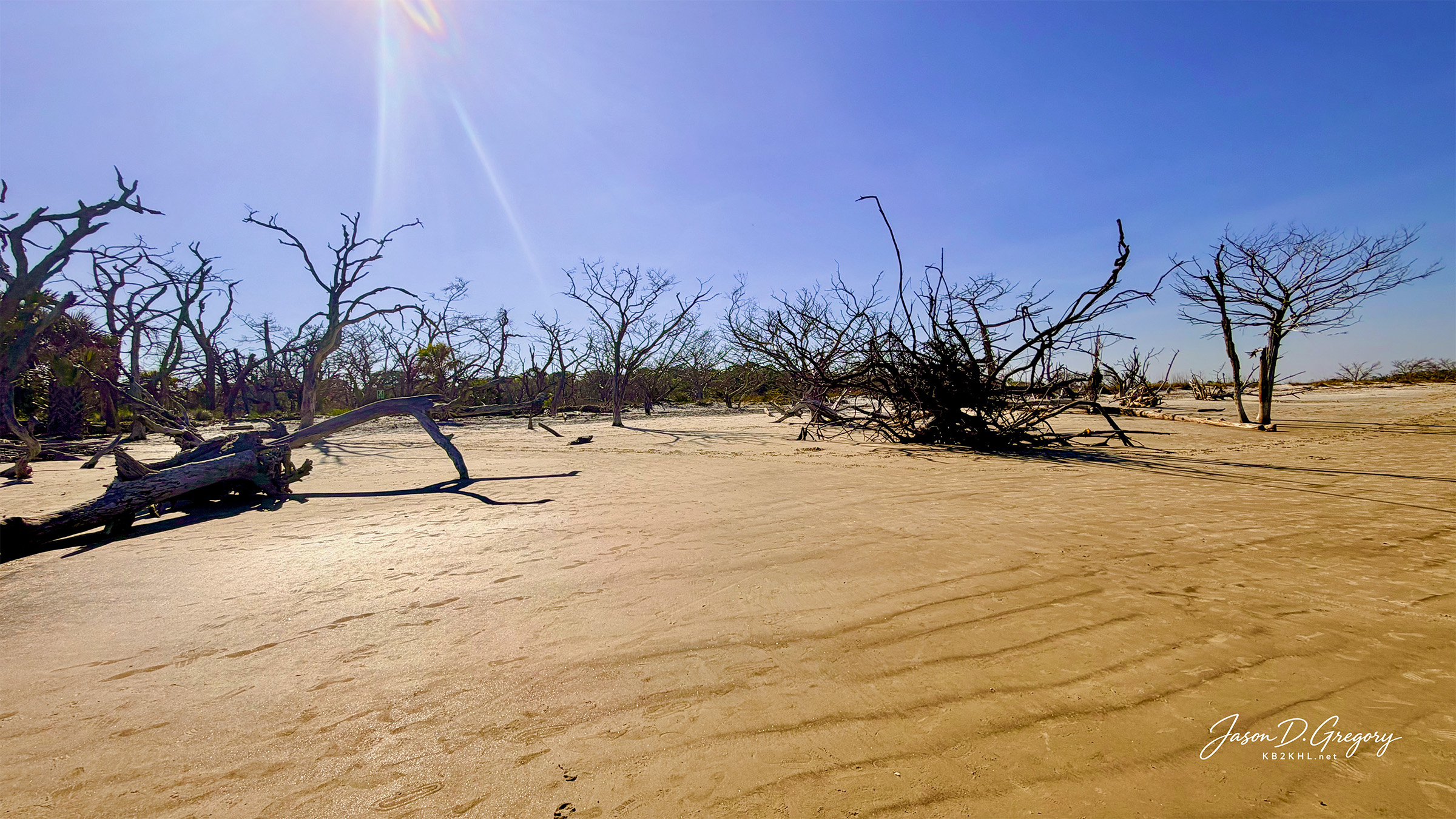 A broad sweep of weathered coastal trees stands across rippled sand
