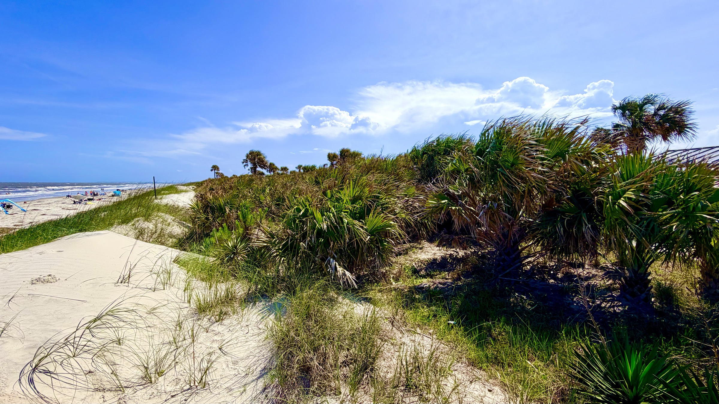 Beach, dunes and palms on Jekyll Island.