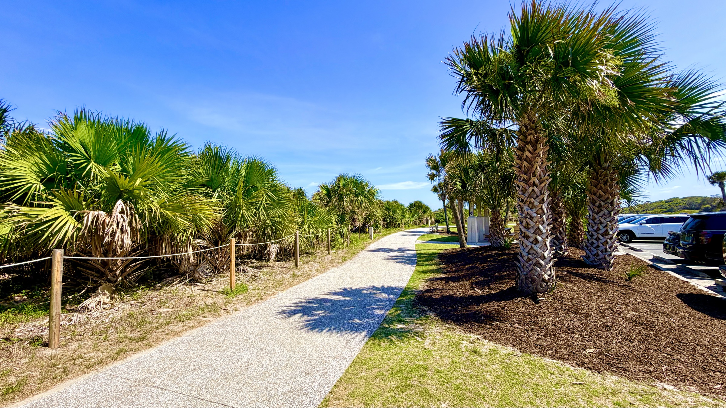 Palm-lined paved path beside a parking area on Jekyll Island